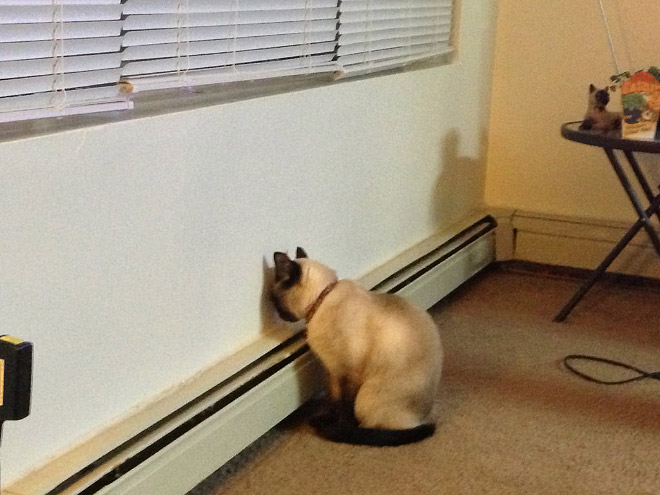 cat with its head against a wall